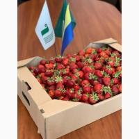 Гофролоток полуничний та клубничний від виробника Ізмаїльський целюлозно-картонний к-т