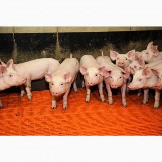 Продажа поросят м’ясних пород Оптом