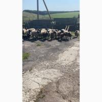 Продам овець Кропивницкий