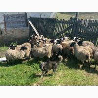 Продам овець Кропивницкий