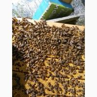 Продам бджолопакети