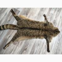 Продам шкуру камышового кота