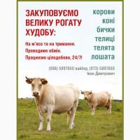 Закуповуємо ВРХ Корови Коні Бички Телиці Телята На М#039;ясо Та На Тримання