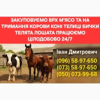 Закуповуємо ВРХ Корови Коні Бички Телиці Телята На М#039;ясо Та На Тримання