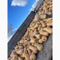 Продам Гарбуз на кашу