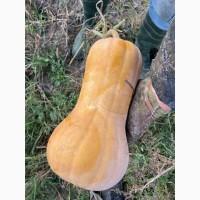 Продам Гарбуз на кашу