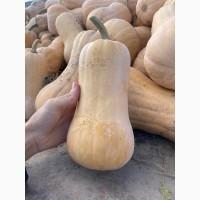 Продам Гарбуз на кашу