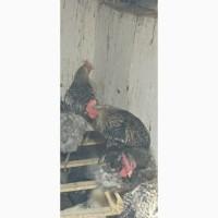 Продам петухов