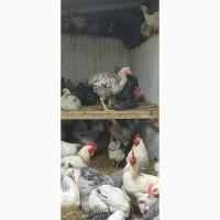 Продам петухов