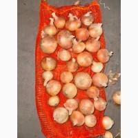 Цибуля жовта Єгипет Лук