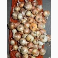 Цибуля жовта Єгипет Лук