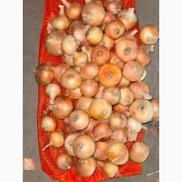 Цибуля жовта Єгипет Лук