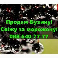 Продам ягоду бузини свіжу та морожену на постійній основі