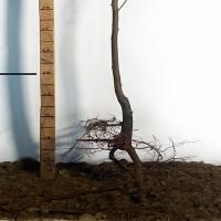 Саджанці нектарину Донат - 2-річний
