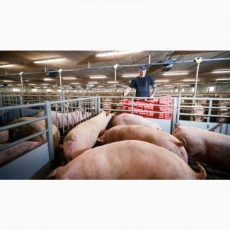 Купую свиней ДОРОГО! Харківська, Дніпропетровська, Полтавська, Сумська області та інші