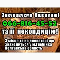 Закуповуємо пшеницю 2, 3, 4 клас!Найвищі ціни в Україні