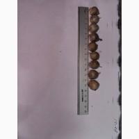 Продам однозубку сорт Дюшес, Любаша