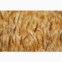 Продам пшеницю фураж Ф2 300Т