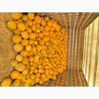 Продам дыню Эфиопка