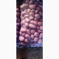 Продам картоплю Королева Анна і Алюет 22т