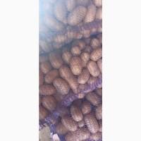 Продам картоплю Королева Анна і Алюет 22т