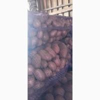 Продам картоплю Королева Анна і Алюет 22т