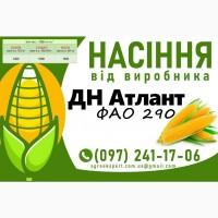 Насіння кукурудзи 2025 - гібрид ДН Атлант (ФАО 290) від виробника