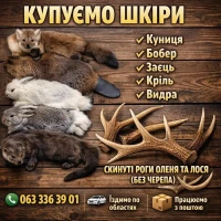 Куплю куницю оптом/висока ціна на опт/шкури/мех/шкіри