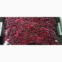 Продам заморожену культивовану ожину 2-3 сорт