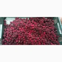 Продам заморожену культивовану ожину 2-3 сорт