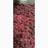 Продам заморожену культивовану ожину 2-3 сорт