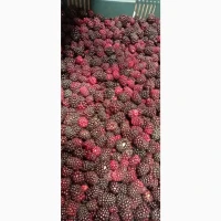 Продам заморожену культивовану ожину 2-3 сорт