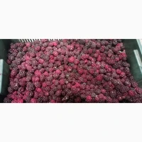 Продам заморожену культивовану ожину 2-3 сорт