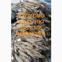 Купуємо шкіри куниць бобра зайця ДОРОГО