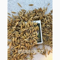Продам овес