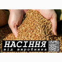 Озима пшениця Астарта, Богдана, Подолянка, Мальованка (еліта) 2026. Насіння від виробника