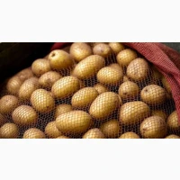 Куплю Картоплю, картофель з поля