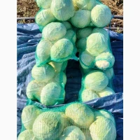 Продам капусту - сорт Агресор, 3-5 кг, Самарський район