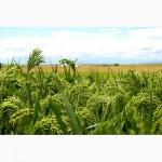 Семена проса красного - Полтавское Золотистое. Ультрараннее 55 дней