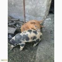 Продам поросят мясной породы