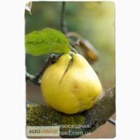 Саженцы Айва Превосходная