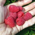 Саженцы малины Туламин (Tulameen Raspberry)