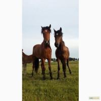 Продаю коні