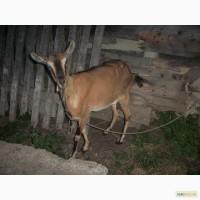 Недорого коза