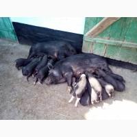 Продам поросят ветнамськоі веслобрюхоі породи
