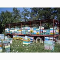 Продам пчелоплатформу
