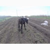 Продам кобилу та двоє лошат