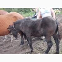 Продам кобилу та двоє лошат