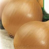 Продам семена лука, сорт Глобус