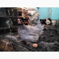 Продам курочки породи ДОМІНАНТ (Кури Несушки)